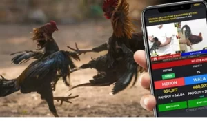 Sabong Betting: Experience the Thrill Online with PH01 PH